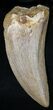 Carcharodontosaurus Tooth - Excellent Tooth #22026-1